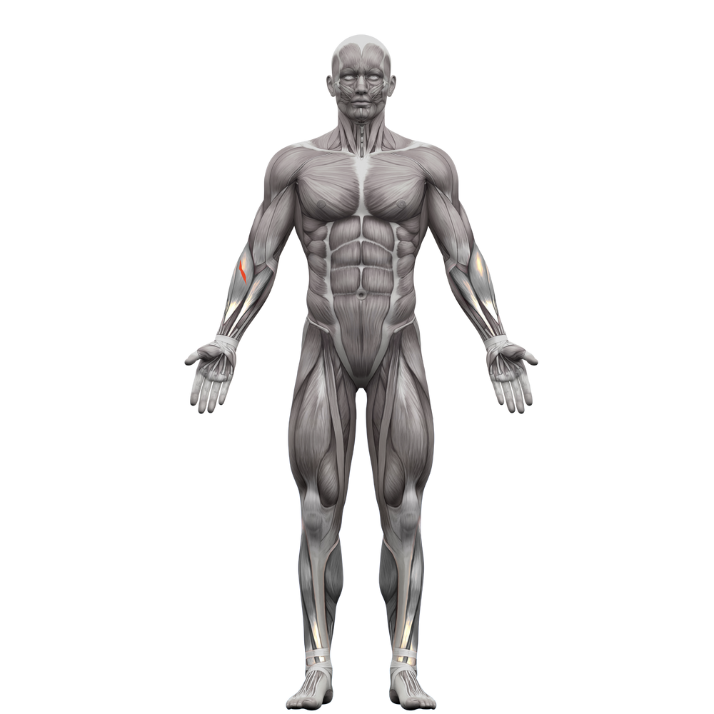 Anatomical model of the human muscular system, showing the anterior (front) view.